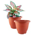 Imagen de Maceta plastica color ladrillo 16cmx13cm