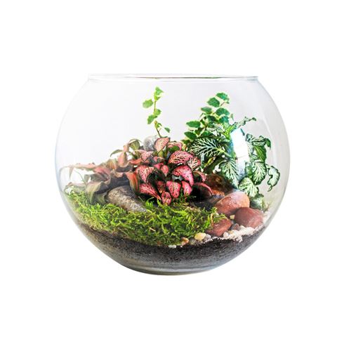 Imagen de Pecera vidrio redonda 10cm x 12cm