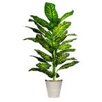 Imagen de Planta artificial Dieffenbachia - 1,5 m de altura