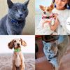 Imagen de Collar para gatos perros con cascabel