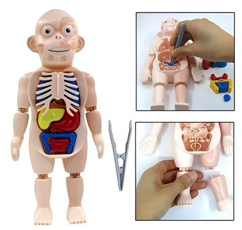 Imagen de Juego Puzzle de Anatomía Cuerpo Humano  -Juego Didáctico