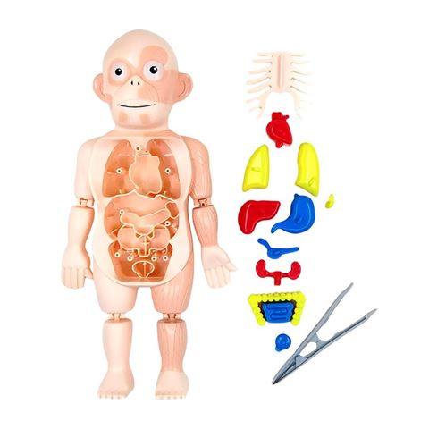 Imagen de Juego Puzzle de Anatomía Cuerpo Humano  -Juego Didáctico