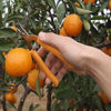 Imagen de Tijera de podar para fruta 7,5" - mi casa