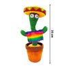 Imagen de Cactus bailarín Tuna Bailarina con sombrero